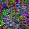 Nova 500 Multicolour LED Compact Cluster Christmas Tree Lights